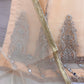 Peach Organza Thread Mirror work Suit (3PC)